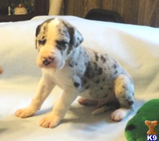 Puppies in Ava